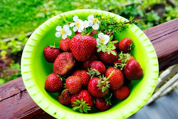 Strawberries in a bowl.
 Strawberries are one of the most delicious berries that are loved and grown in gardens and vegetable gardens.
