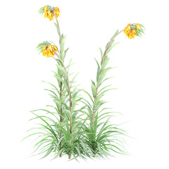 3d Rendering Of Crown imperial plant With Transparent Canvas