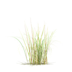 Obraz premium collection of American beachgrass with realistic style