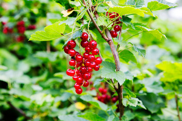 Red currant.
 It is a small deciduous perennial berry shrub of the Gooseberry family. Red currant berries contain many antioxidants.