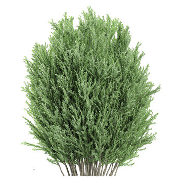 Collection of Common juniper plant isolated on transparent Canvas