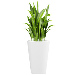 collection of Dracaena plant in pot with realistic style