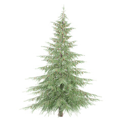 Collection of Fir tree isolated on transparent Canvas