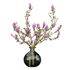 collection of Magnolia liliiflora in black pot isolated on transparent Canvas