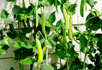 Green peas grow in the garden.
 This legume contains a large amount of protein and fiber, contains a large amount of vitamins and minerals.