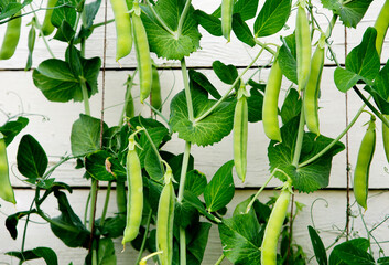 Green peas grow in the garden.
 This legume contains a large amount of protein and fiber, contains a large amount of vitamins and minerals.