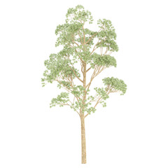3d rendering of Eucalyptus microcorys tree isolated on transparent Canvas