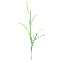 3d rendering of Timothy grass isolated on transparent Canvas
