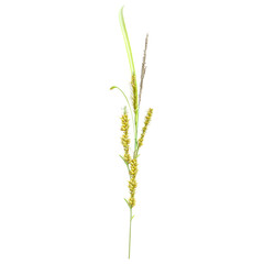 3d rendering of Wheat Cereal grain isolated on transparent Canvas