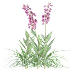 Collection of Digitalis plant isolated on transparent Canvas