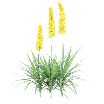 collection of eremurus stenophyllus plant isolated on transparent Canvas