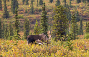 Bull Alaska Yukon Moose in Autumn in Denali National Park Alaska 