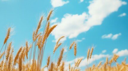 Obraz premium Beautiful Wheat Field, Generative AI