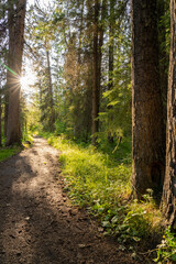 Natural forest footpath scenery. Fenland Trail in summer sunny day. Banff National Park, Canadian Rockies, Alberta, Canada.