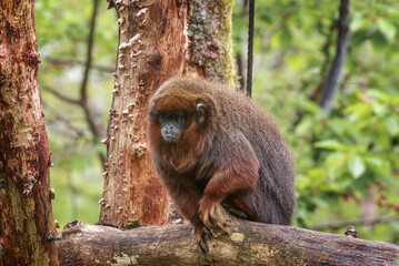 The coppery titi monkey, Plecturocebus cupreus,
