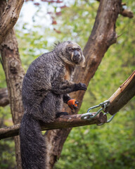 Brown woolly monkeys have long, strong prehensile tails with a thick pad