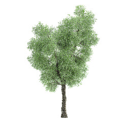 Fototapeta premium Green Populus sect. Aigeiros plant isolated on transparent Canvas