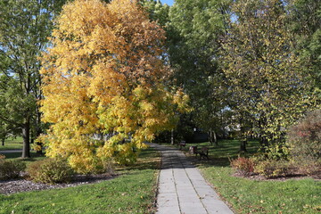 Narrow road made of concrete slabs between yellow trees in the park. Yellow foliage on the trees in the park.