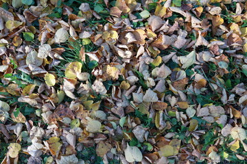 close up of a pile of leaves. Yellow small leaves lie on green grass. Yellow leaves are scattered on the grass.
