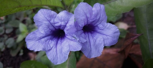 flower in the garden