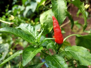 red hot chili peppers on the tree with green leaves background 