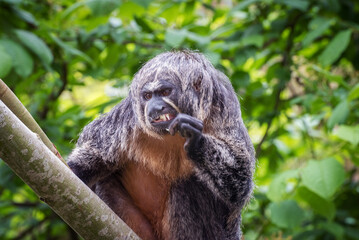 White-faced saki. Portrait of a female monkey