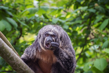 White-faced saki. These flying monkeys have shaggy wool and live in trees