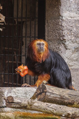 The golden lion tamarin with the silky hair that reaches down to their shoulders