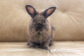 Red rabbit on the couch. Pet concept. Easter holidays.
