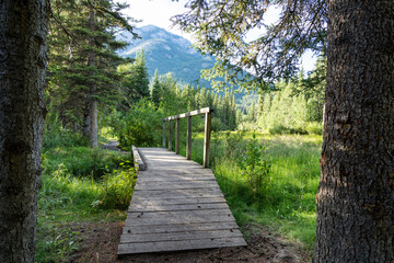 Wooden footbridge in green pine trees forest. Fenland Trail in summer sunny day. Banff National Park, Canadian Rockies, Alberta, Canada.