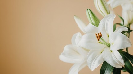Fototapeta premium White Lilies on a Beige Background