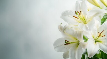 Fototapeta premium White Lilies Bouquet Close-up
