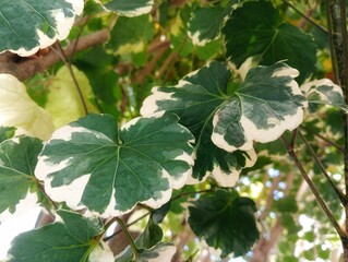 green leaves on a tree