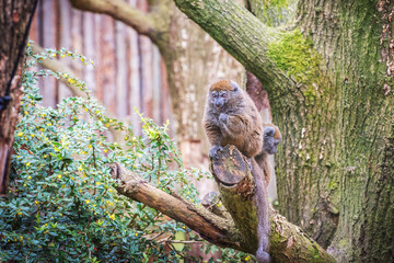 Alaotra bamboo lemurs are prosimians with pointed snout and wet nose, brown, woolly fur and scent glands