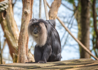 The wanderu, Macaca silenus is a species of primate in the macaque family Cercopithecidae