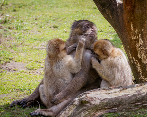 A family of Barbary macaque, Macaca sylvanus