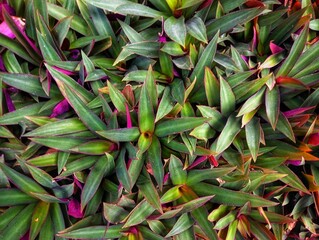 Close-up of plants leaves background texture 