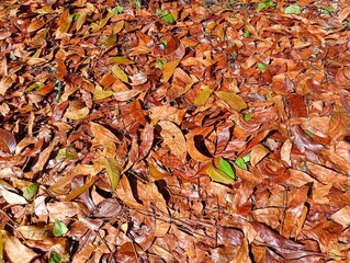 autumn leaves on the ground