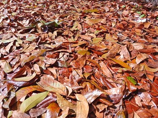 autumn leaves background texture 