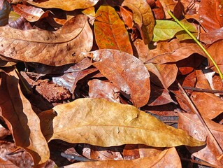 Close-up of autumn leaves on the ground, nature abstract background texture 