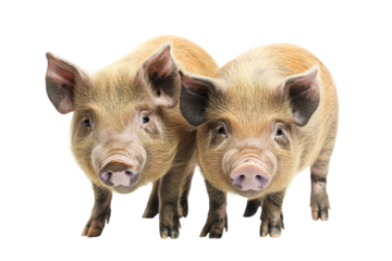 Realistic Representation of Wild Pigs Isolated on a transparent Background for Educational and Creative Use