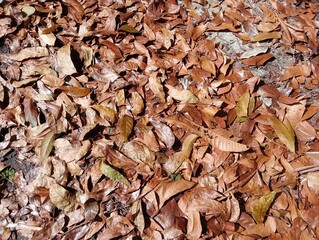 autumn leaves background