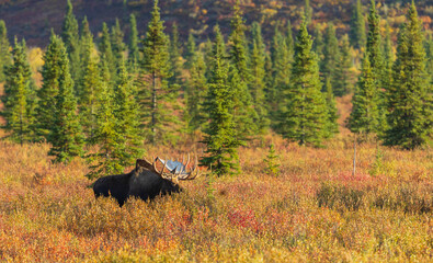 Bull Alaska Yukon Moose in Autumn in Denali National Park Alaska
