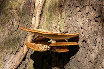 Bracket fungus (Ganoderma applanatum) Also known as Artists Bracket or Conk