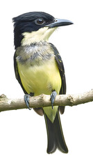 Fototapeta premium Green Backed Bird on Transparent Background PNG, Pattern Background, Wallpaper, Cover and Screen of Smartphone, PC, Laptop, Transparent PNG