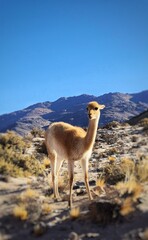 El Peñon, Catamarca, Argentina