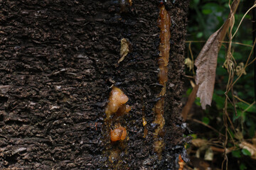 Resin on a tree trunk. Gum on a bark wound to stop the lymph from escaping