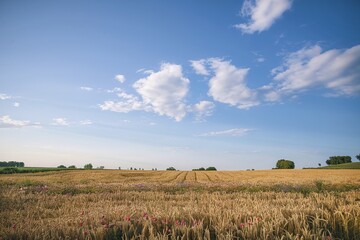 Obraz premium A vast, golden wheat field stretching out to the horizon