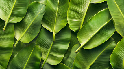 A close up of banana green leaves with a lush green background. 