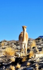 EL PEÑON, CATAMARCA, ARGENTINA